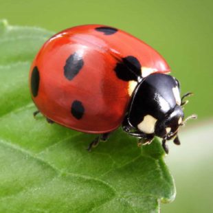 Marché de Producteurs du Touvet : 27 et 28 février, 1er mars 2026